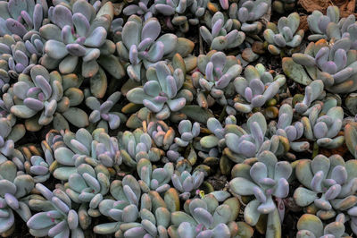 Full frame shot of purple flower