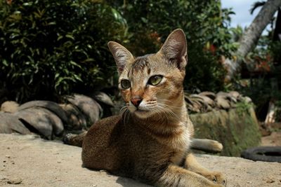 Portrait of tabby cat