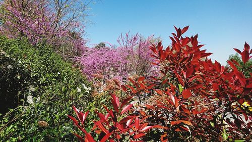 Close-up of plants against clear sky