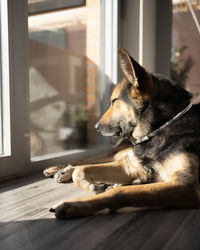 Young female dog sleepy in the sun heat at home