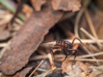 Close-up of insect