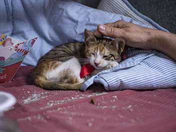 Close-up of cat lying on bed