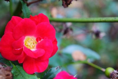 Close-up of red flower