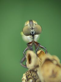 animal