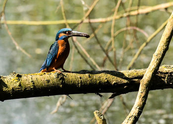 Close-up of bird perching on branch