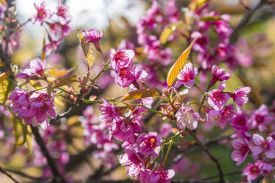 Close-up of pink cherry blossoms in spring