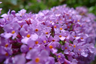 Close-up of purple flowering plant