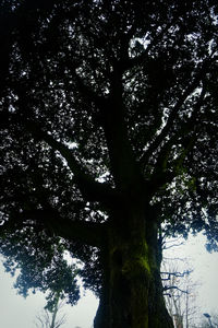 Low angle view of trees against sky