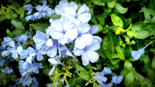 Close-up of purple flowers blooming outdoors