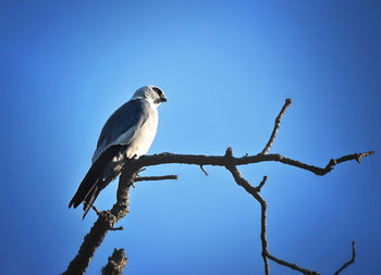 Low angle view of bird perched on blue sky