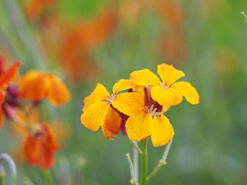 Close-up of yellow flower