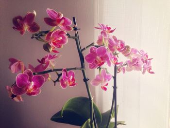 Low angle view of pink orchids against sky