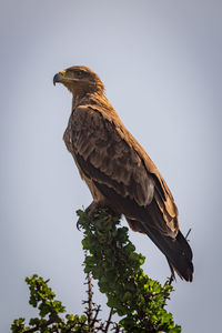 Low angle view of eagle perching on tree against sky