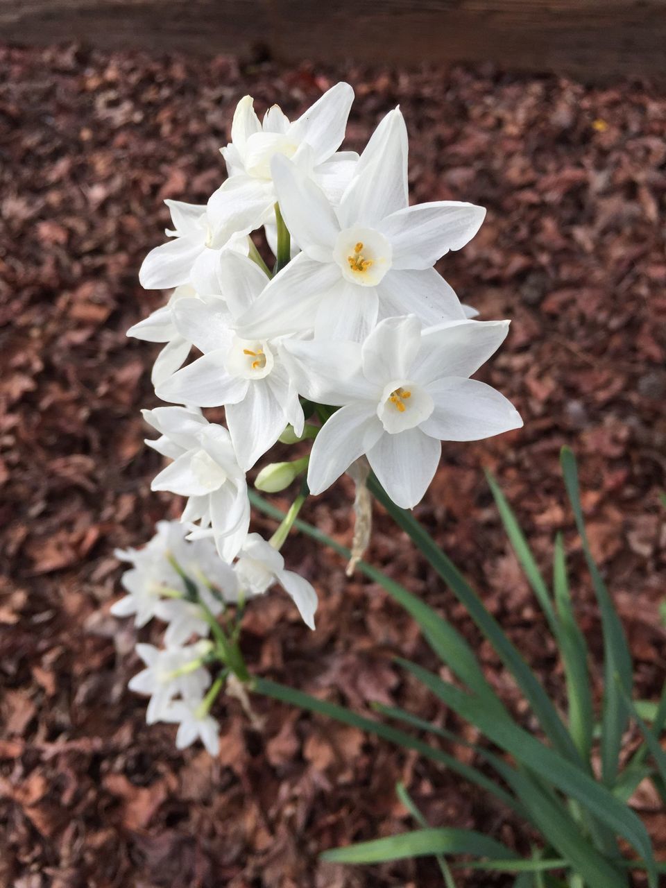 flower, petal, white color, fragility, freshness, flower head, growth, beauty in nature, blooming, focus on foreground, nature, close-up, white, field, in bloom, plant, blossom, day, outdoors, high angle view