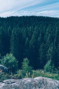 Scenic view of pine trees against sky in forest