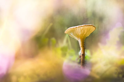 Close-up of mushroom growing on plant