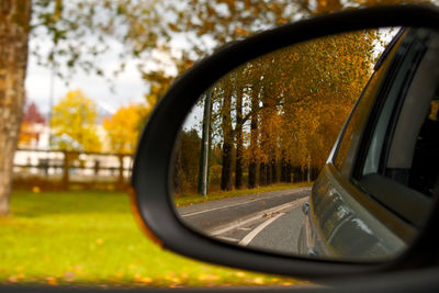 Reflection of trees on side-view mirror