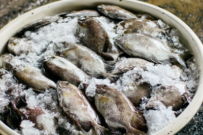 High angle view of fish in market