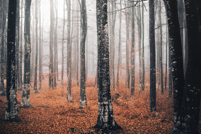 Trees in forest during autumn