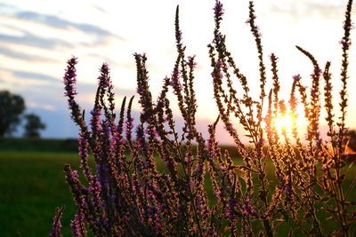 Close-up of lavender growing on field against sky