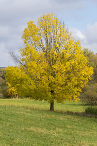 Yellow tree on field against sky