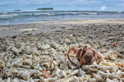 View of shells on beach