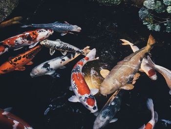 High angle view of koi carps swimming in pond