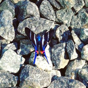 High angle view of butterfly on rock