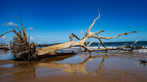 Bare tree by driftwood against blue sky