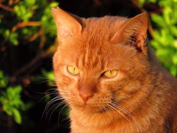 Close-up portrait of ginger cat