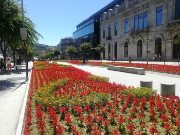 Flowers growing in city