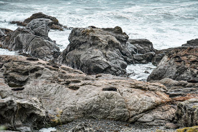 Seal colony resting on a rocky cliff in peninsula walkway seal spotting in kaikoura, new zealand