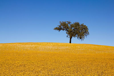 Trees on field against clear blue sky