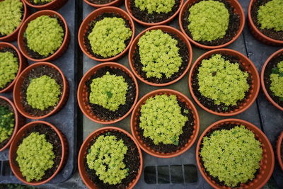 High angle view of potted plants