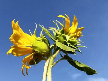 Low angle view of sunflower against clear blue sky