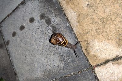 High angle view of snail on wall