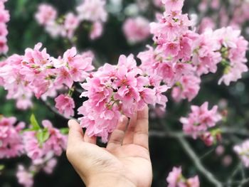 Close-up of hand holding pink flowers