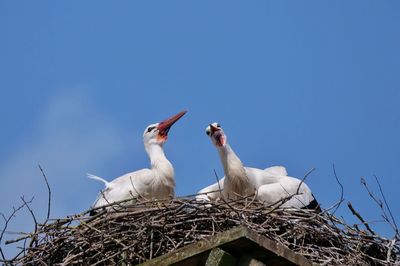 Low angle view of birds in nest against clear blue sky