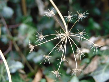 Close-up of plant