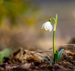 Close-up of white crocus flowers on field