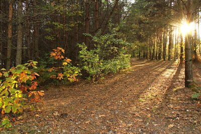 Trees in forest during autumn