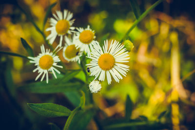 Close-up of yellow flowers blooming outdoors