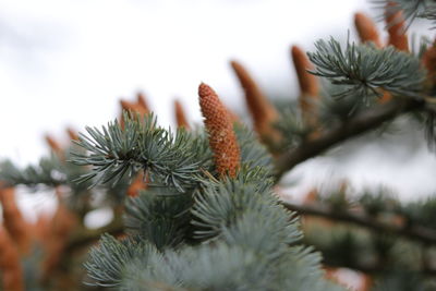 Close-up of pine cone on tree
