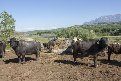 Buffalo grazing in a field. campania, italy