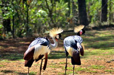 Grey crowned crane, african crowned crane, golden crested crane, it's national bird of uganda