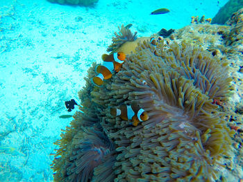 Close-up of coral in sea