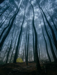 View of trees in forest