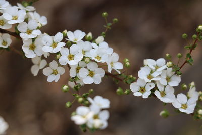 Close-up of white cherry blossoms