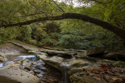 Stream flowing through rocks in forest