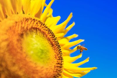 Close-up of sunflower against clear blue sky